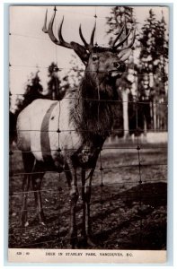 c1910's Deer In Stanley Park Vancouver BC Canada RPPC Photo Antique Postcard