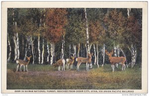 Deer , Kaibab National Forest , CEDAR CITY , Utah , 1910s