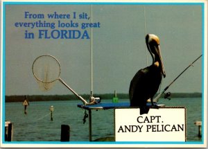 Florida Birds Captain Andy Pelican