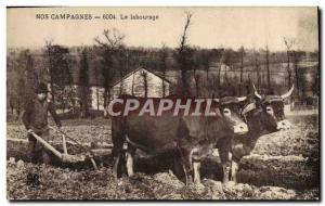 Old Postcard Folklore Oxen Plowing