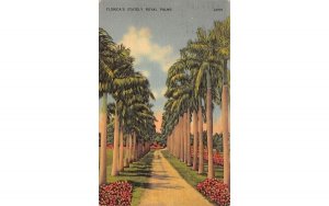 Florida's Stately Royal Palms, USA