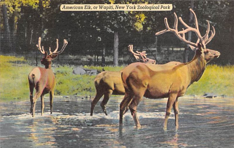 American Elk, Wapiti New York Zoological Park, USA Deer Unused 