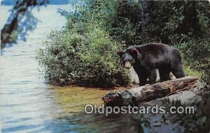 Black Bear USA Bear Postcard