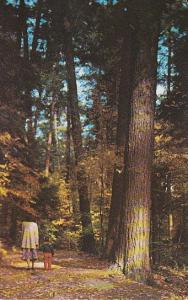 Pennsylvania Forest Cathedral In Cook Forest State Park