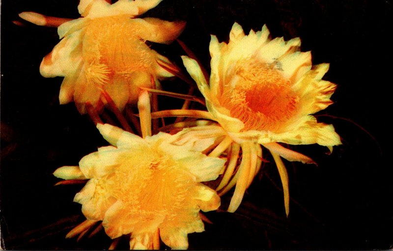 Cactus Night Blooming Cereus 1954