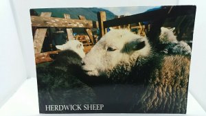 Herdwick Sheep Lake District Vintage Postcard Rugby Centenary Stamp 1995