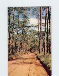 Postcard Typical Stand of Long Leaf Pine Country Road in South Georgia USA