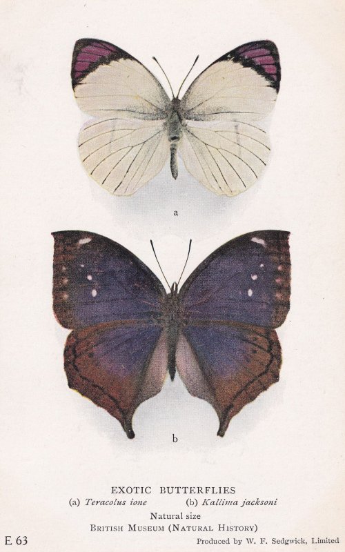Mallika Jacksoni Papilionoidea African Old Moth Butterfly Butterflies Postcard