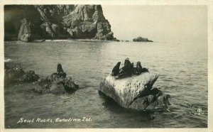 California Catalina Island San Diego Seal Rocks RPPC Photo Postcard 21-12895