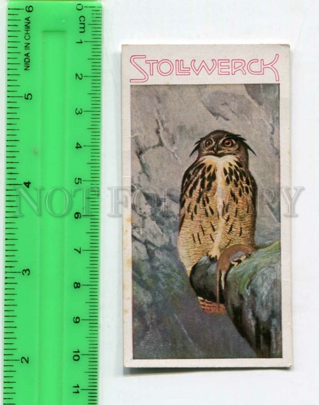 428246 GERMANY OWL Vintage ADVERTISING chocolate Stollwerck card