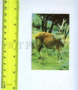 259383 USSR Deer photo Krapivnitsky Pocket CALENDAR 1989 year