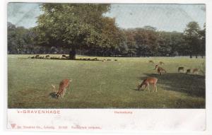 Hertenkamp Deer Park Gravenhage Hague Den Haag Netherlands #2 1905c postcard
