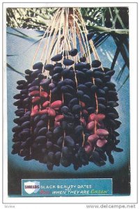 Shields Black Beauty Dates, Indio, California, 40-60s