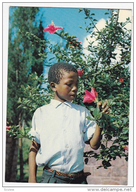 ITALY, PU-1987; Little Boy Observing a Hibiscus Flower