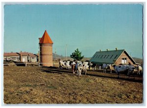 c1950's The Pasture of the Milch Cows Kijima Heights Beppu Japan Postcard