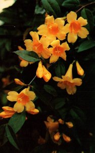 Yellow Jessamine Flowers BIN