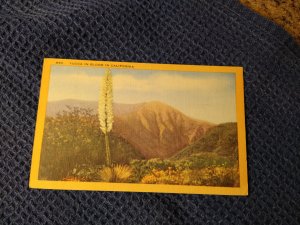 Vtg 1940's/50's Yucca in Bloom in California Postcard