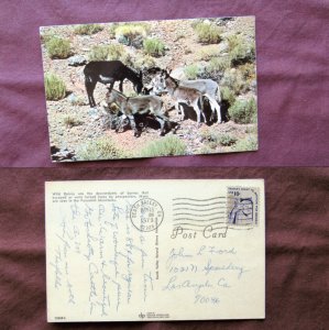 Wild Donkeys, Feral Burros,Vtg Postcard, Death Valley, Southwest, Sagebrush