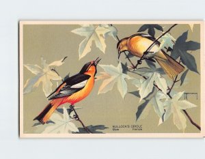 Postcard Male and Female Bullock's Oriole