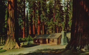 California CA, Yosemite National Park Mariposa Grove Big Trees Vintage Postcard