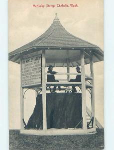 Divided-Back MCKINLEY TREE STUMP Chehalis Washington WA HJ8048