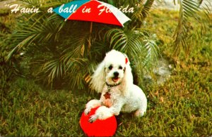 Florida Poodle & Beach Ball Havin' A Ball In Florida