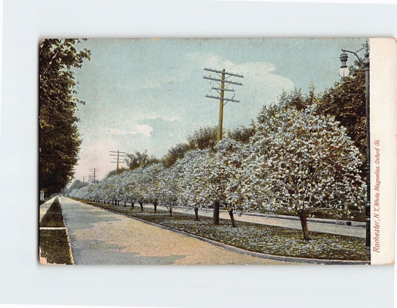 Postcard White Magnolias, Oxford St., Rochester, New York