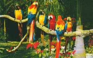 Panama Macaws and Poinsettias