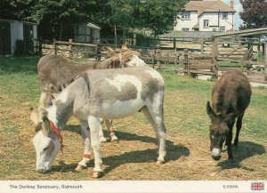 Happy Animals at The Donkey Sanctuary Sidmouth Devon Postcard