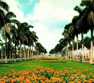 Royal Palm Trees Along Typical Florida Avenue Probably Palm Beach Postcard