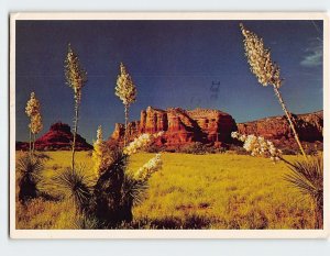 Postcard Yucca Or Spanish Bayonet