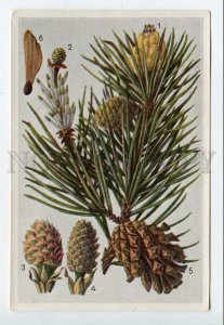 428055 Flower Pinus silvestris Vintage Sammelwerk Tobacco Card w/ ADVERTISING