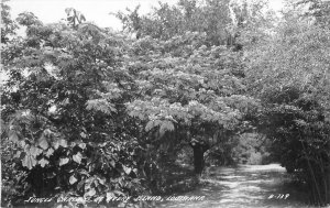 Postcard RPPC Louisiana Avery Island Jungle Gardens 1940s 23-7614