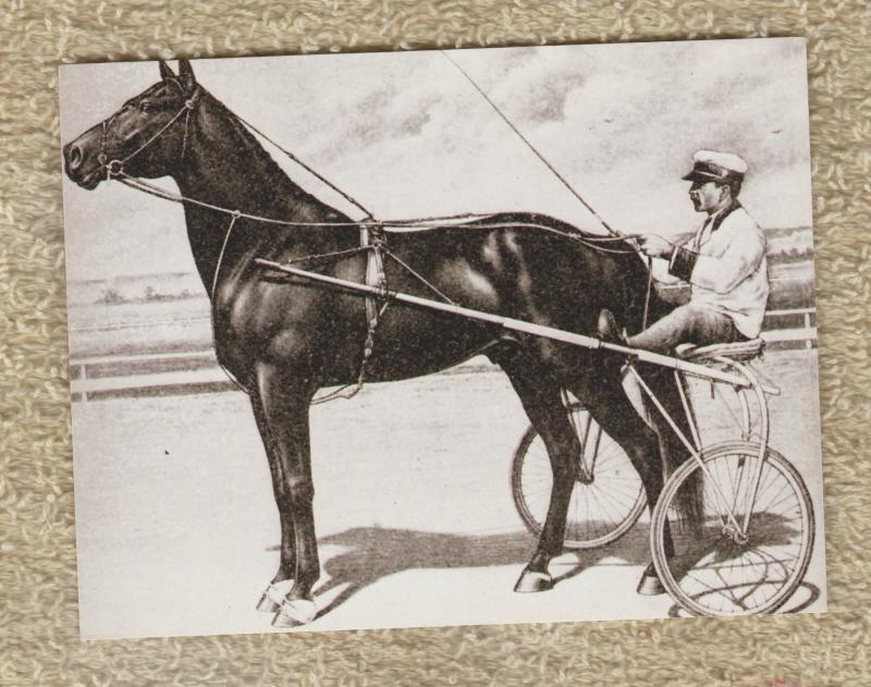 DAN PATCH POSTCARD HORSE STANDARDBRED PACER HARNESS RACING