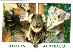 Large 5 X 7 in, Koalas, Australia