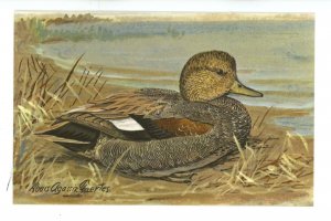 Birds - Gadwall Duck