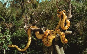 Vintage Postcard Giant Python Jungle Cruise Swinging Menacingly From A Shoreline