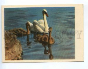 237891 RUSSIA Moscow ZOO swans family old postcard