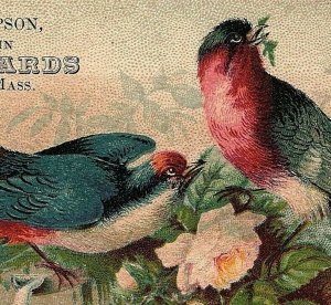 Fancy Goods C F Thompson Taunton MA Victorian Calling Card Lovely Birds  