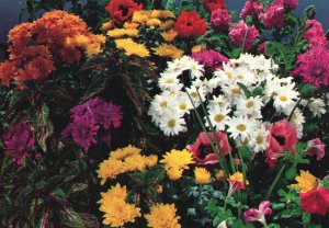 Postcard Flowering Plants Bloom White Yellow Purple Aster Colorado Springs CO