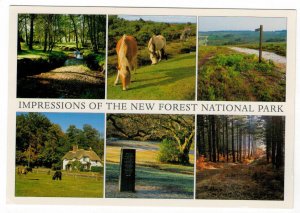 Great Britain 2018 Unused Postcard New Forest National Park Views Horses