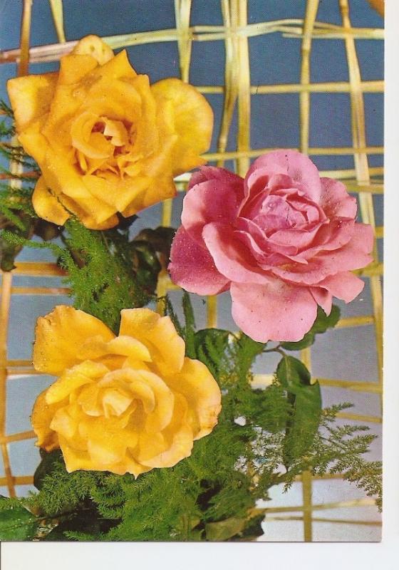 Postal 024471 : Rosas