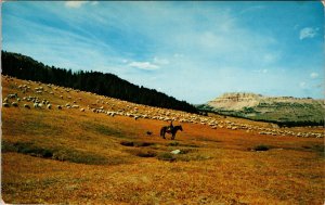 Band of Sheep Herder Sheep Dog Beartooth Mountains Montana Postcard