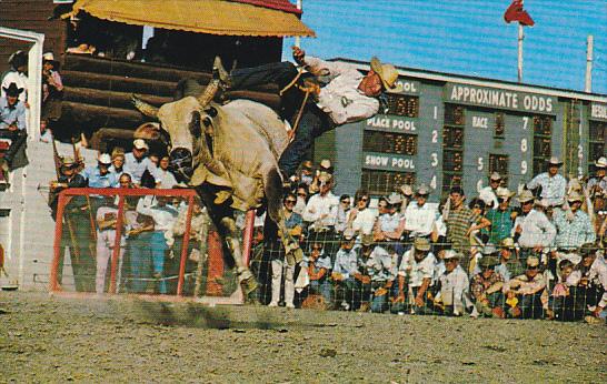 Canada Brahma Bull Riding Calgary Stampede Calgary Alberta