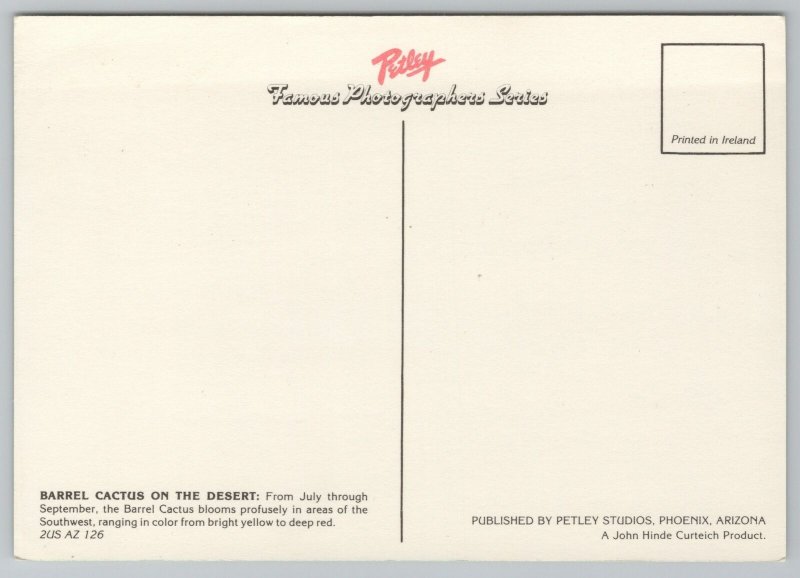 State View~Barrel Cactus On Arizona Desert~Continental Postcard 