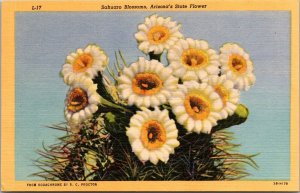 Sahuaro Blossoms, Arizona State Flower Vintage Postcard S75