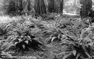 RPPC Mill Creek Ferns, Redwood Highway Patterson Photo c1930s Vintage Postcard