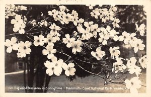 Dogwood blossoms and springtime Mammoth Cave National Park, real photo Mammot...