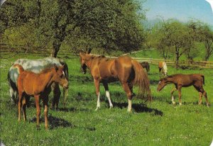 Animals. Horses in de meadows Modern German photo postcard 1970s