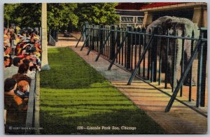 Chicago Illinois 1940s Postcard Lincoln Park Zoo Elephants